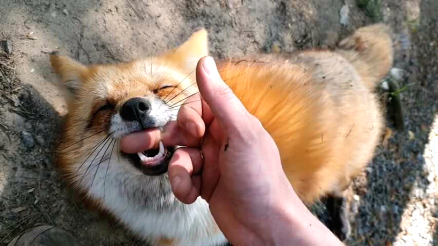 Скриншот автора. Скриншот сделан на ютубе на канале "Ли Сяо"