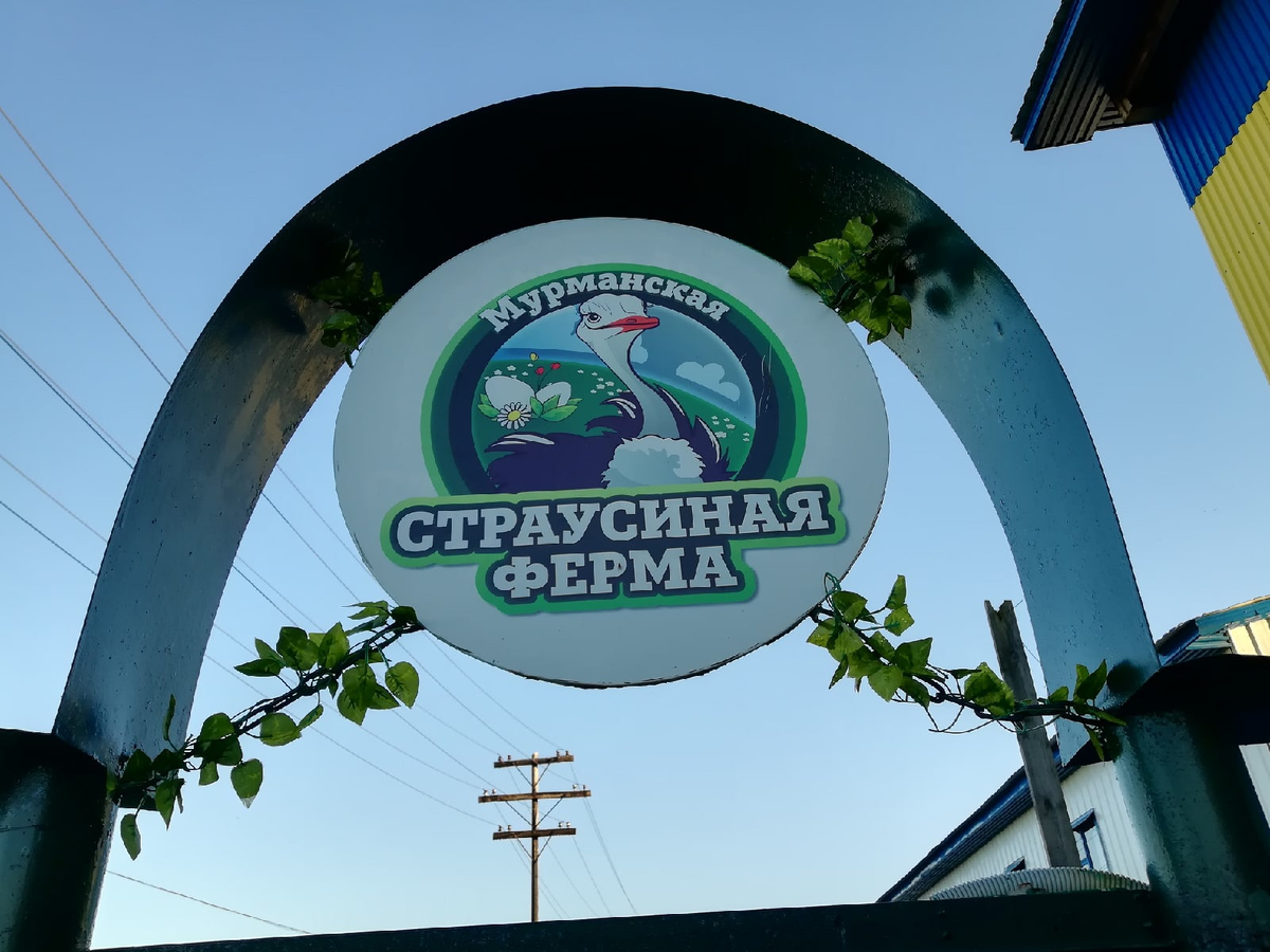 Добро пожаловать на страусинку. Фото автора.