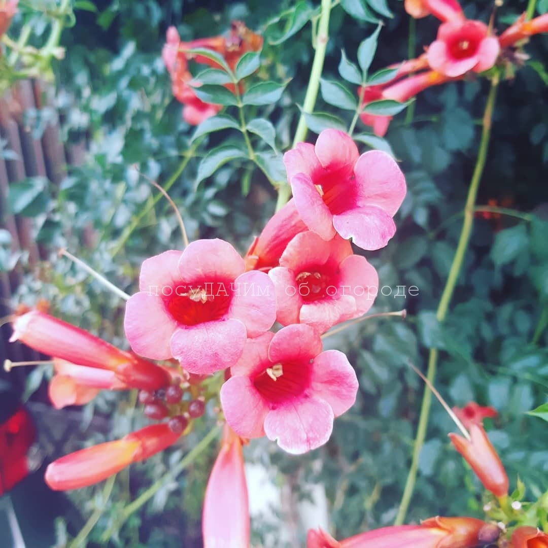 У меня зацвел в первый же год после посадки