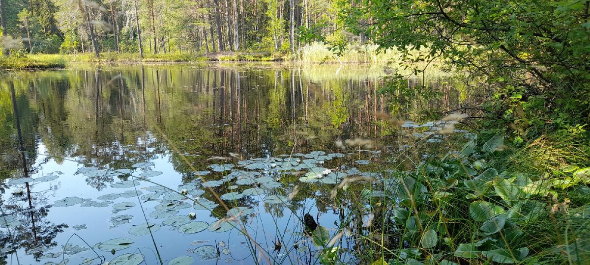 16.07.2021 Ломоносовский район