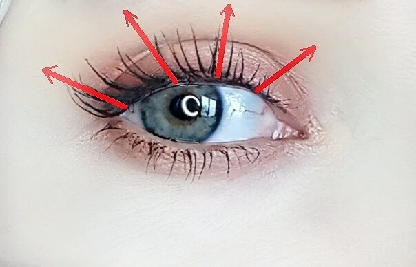 Стрелочками показана направление роста ресниц