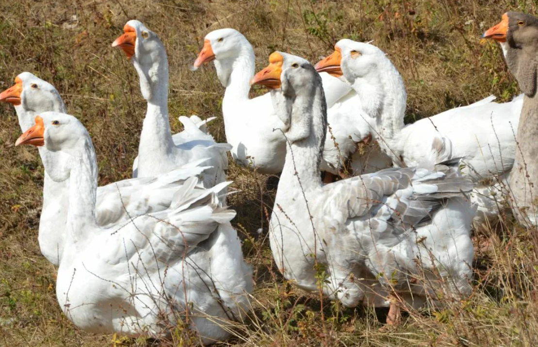 Только попробуй в этот карман что-нибудь положить! 