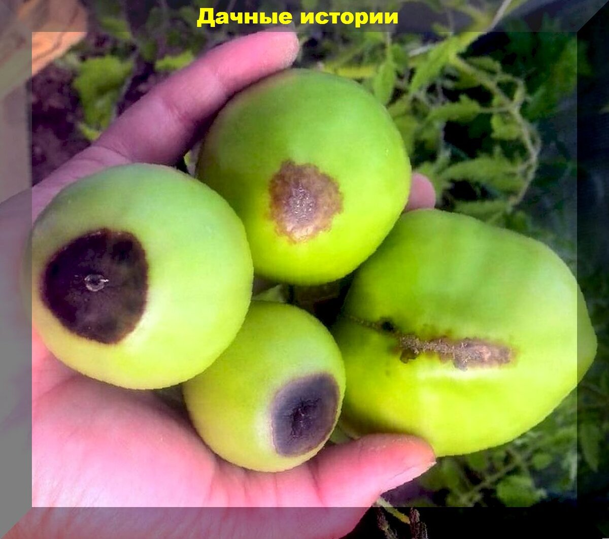 https://vk.com/photo-159774511_457248157