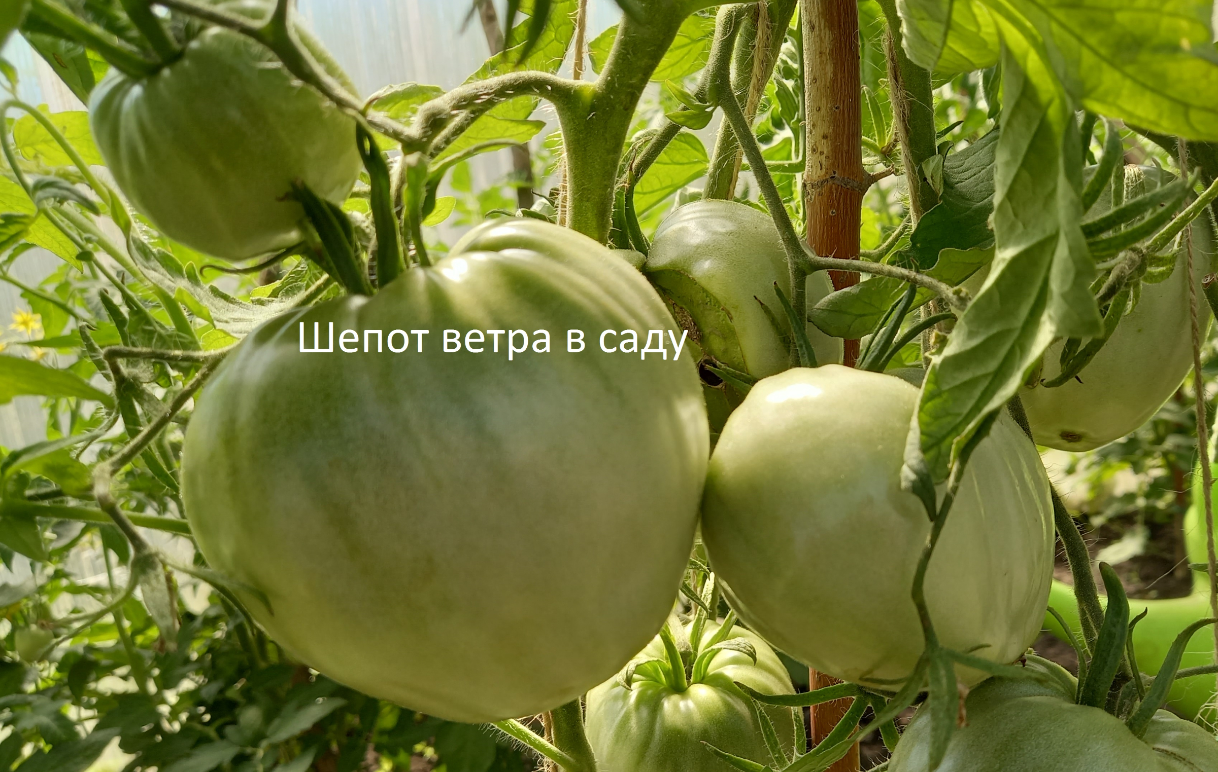 Йод от фитофторы и для большого урожая, совет от моей бабушки2