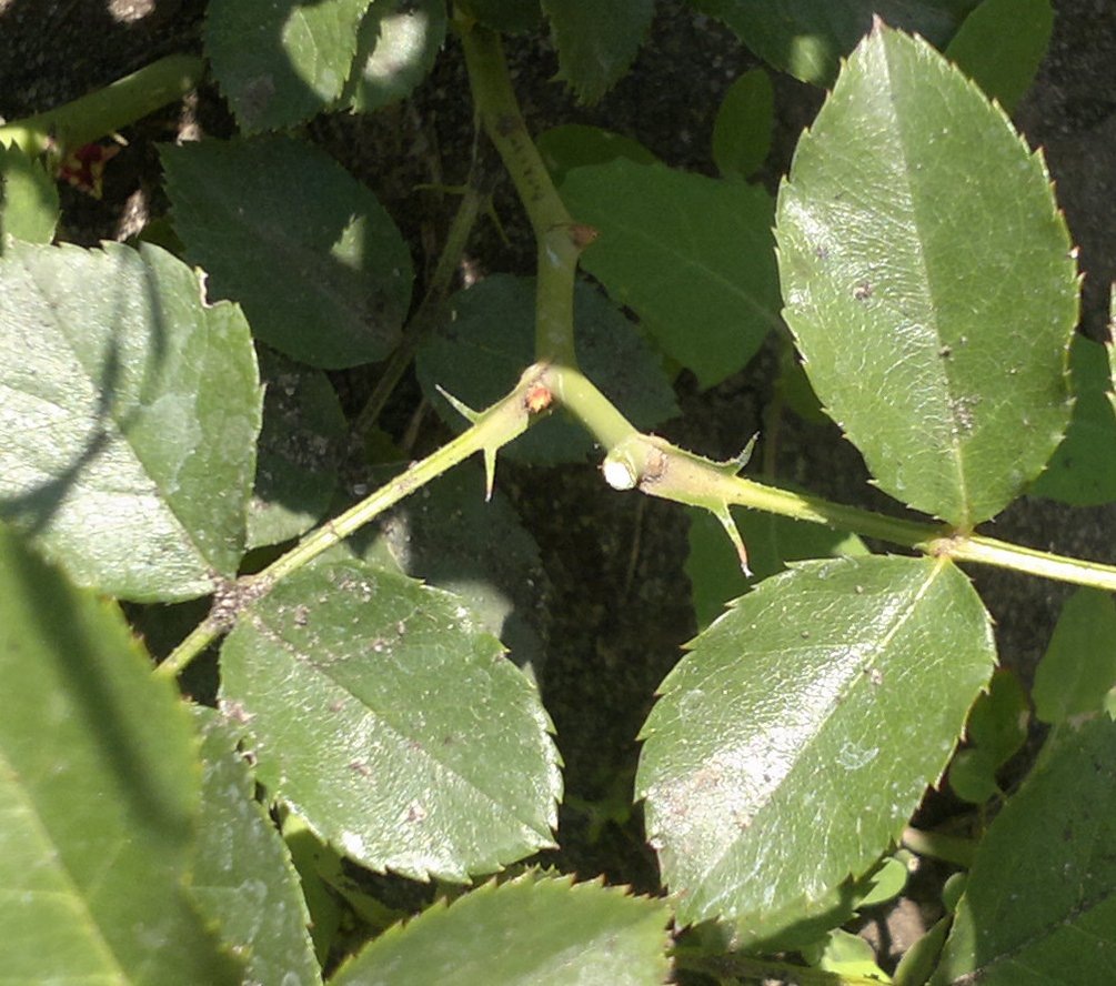 На побеге почка под срезом "смотрит" от куста. Фото автора