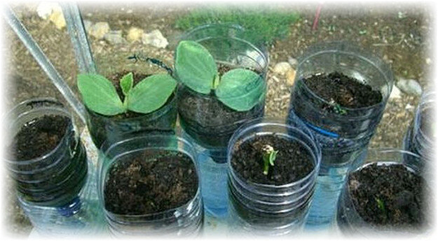 Балконные или комнатные огурцы можно размещать в любых ёмкостях, пригодных для выращивания любых других растений. Например, подойдут контейнеры из пластика, деревянные ящики, пластмассовые вёдра и даже большие кастрюли. Если вы хотите, чтобы растения украсили квартиру (а почему бы и нет), приобретите симпатичные контейнеры или высокие ящики для балконных, комнатных огурцов. При выборе учитывайте объём: для 1 огурца потребуется почвы от 5 до 7 л. В ёмкостях нужно делать отверстия для выхода воды.