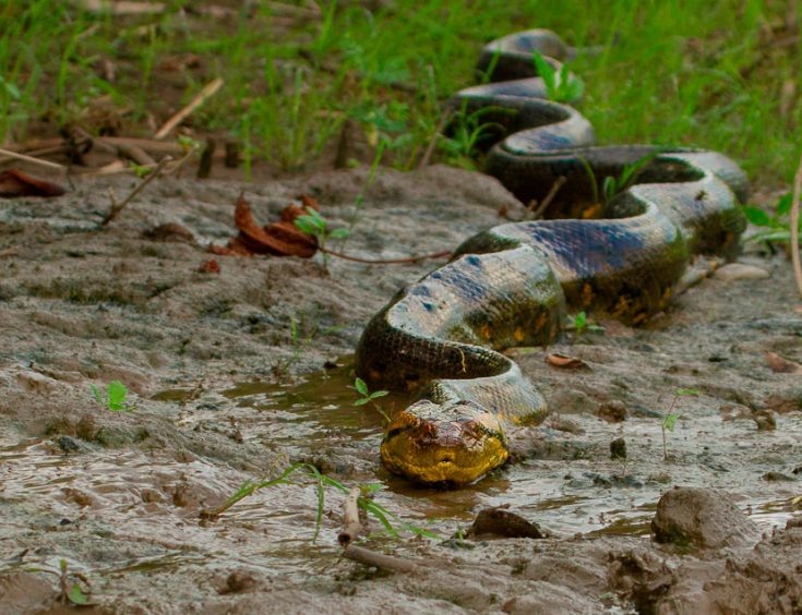 *Анаконда ползет*