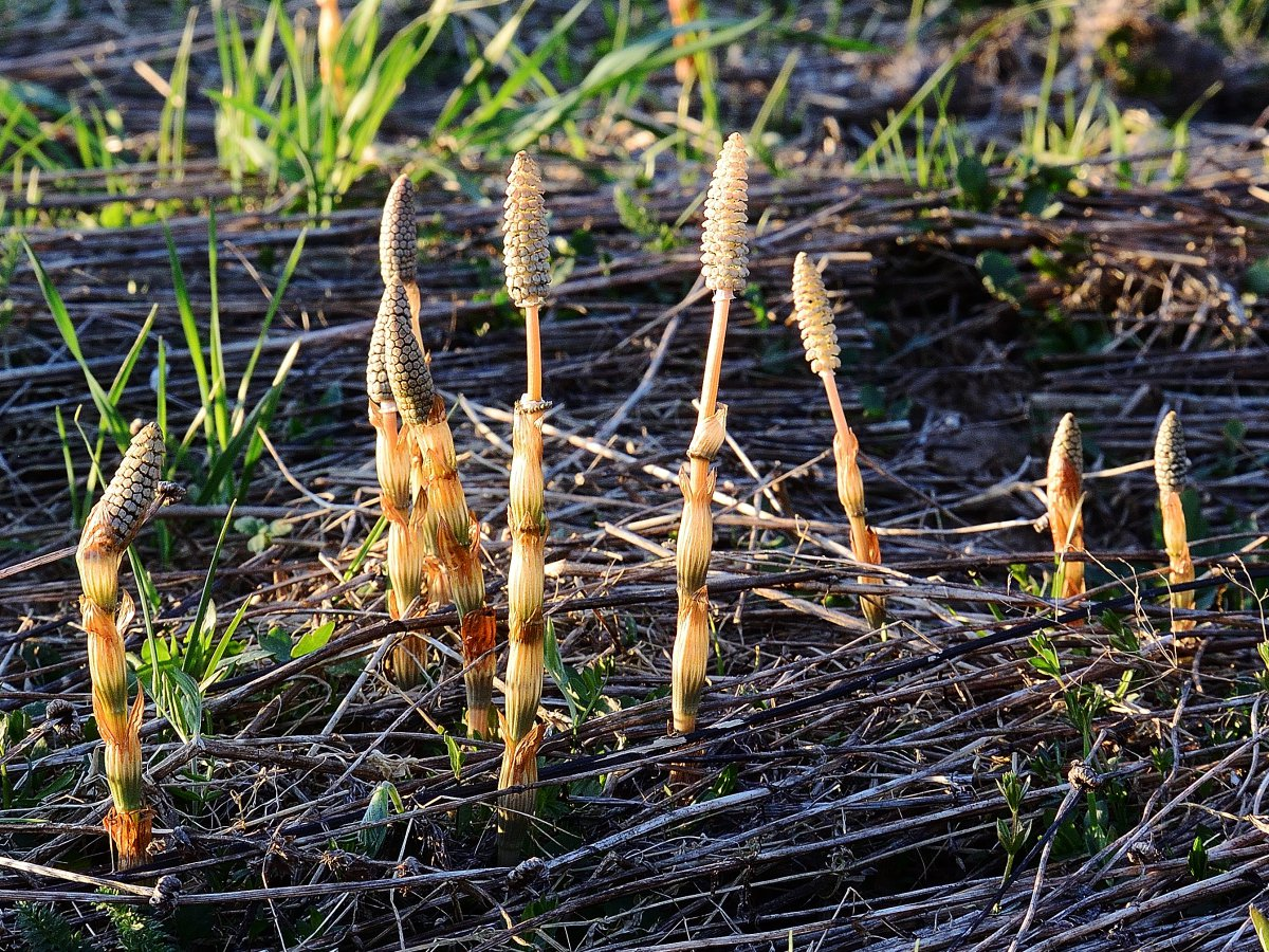 Хвощ полевой (equisetum arvense). Хвощ полевой красногорские травы. Подагра хвощ. Хвощ многощетинковый. Хвощ и грибы.