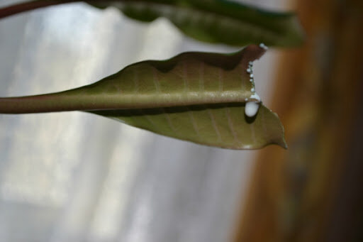 сок молочая