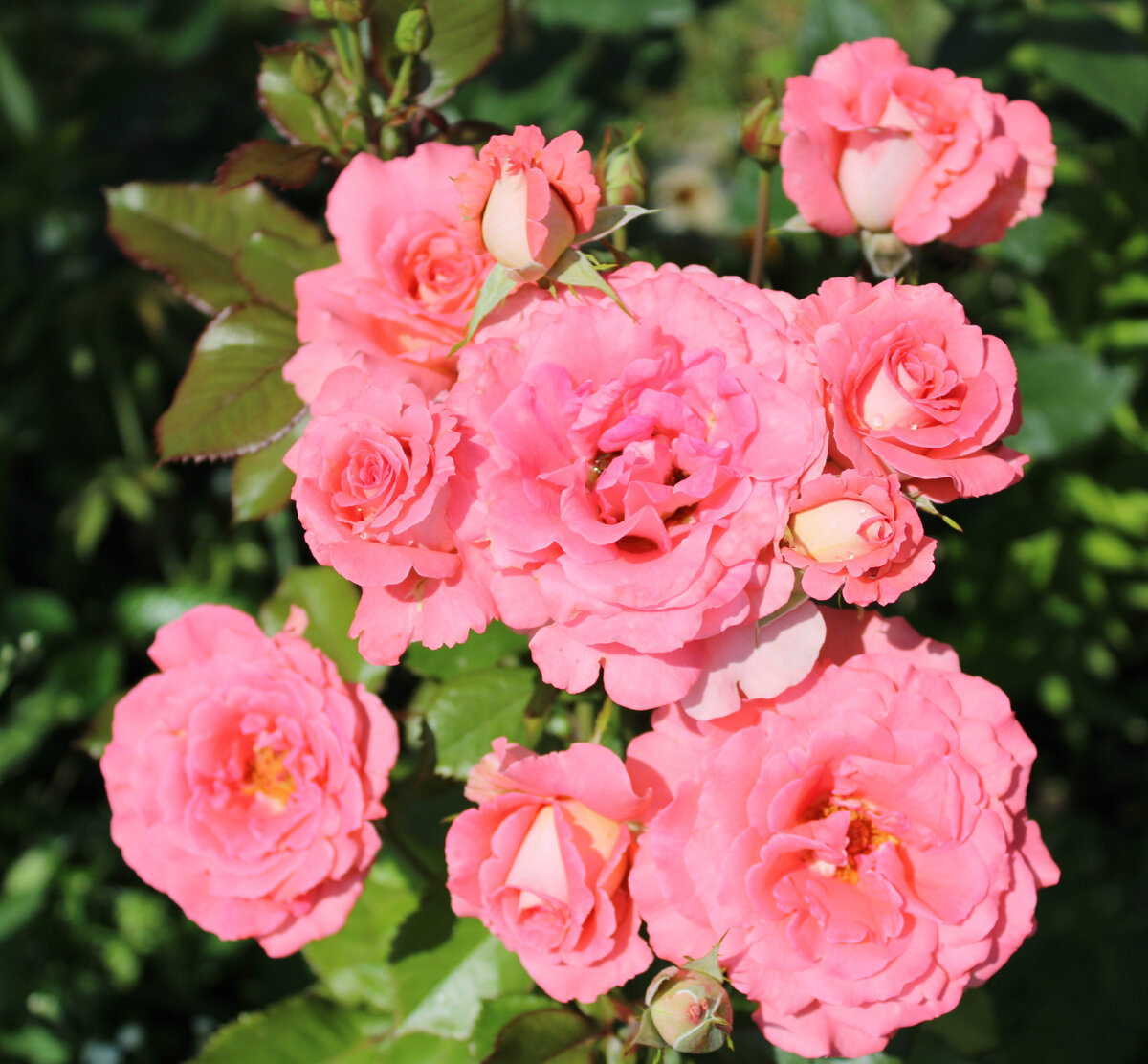 Розы, на фото "Вайкики"