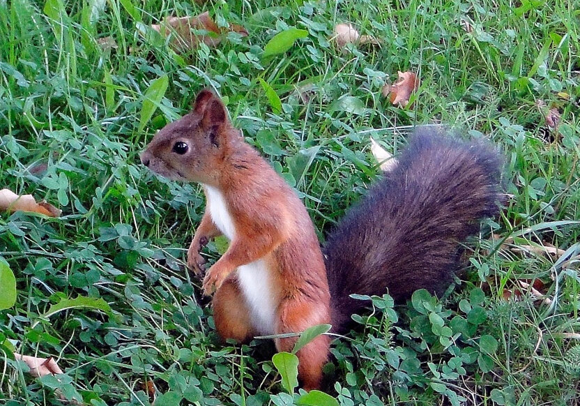 Орешки есть? А если найду? )))