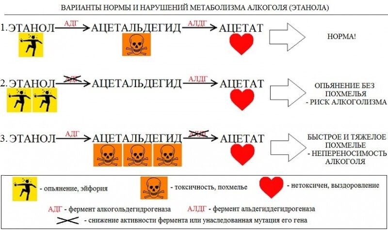 Схема из интернета: https://ne-kurim.ru 