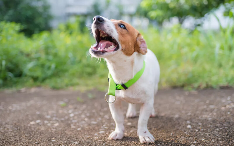 Исключив проблемы со здоровьем, вы сможете лучше определить источник проблемы. Фото primeimages/Getty Images