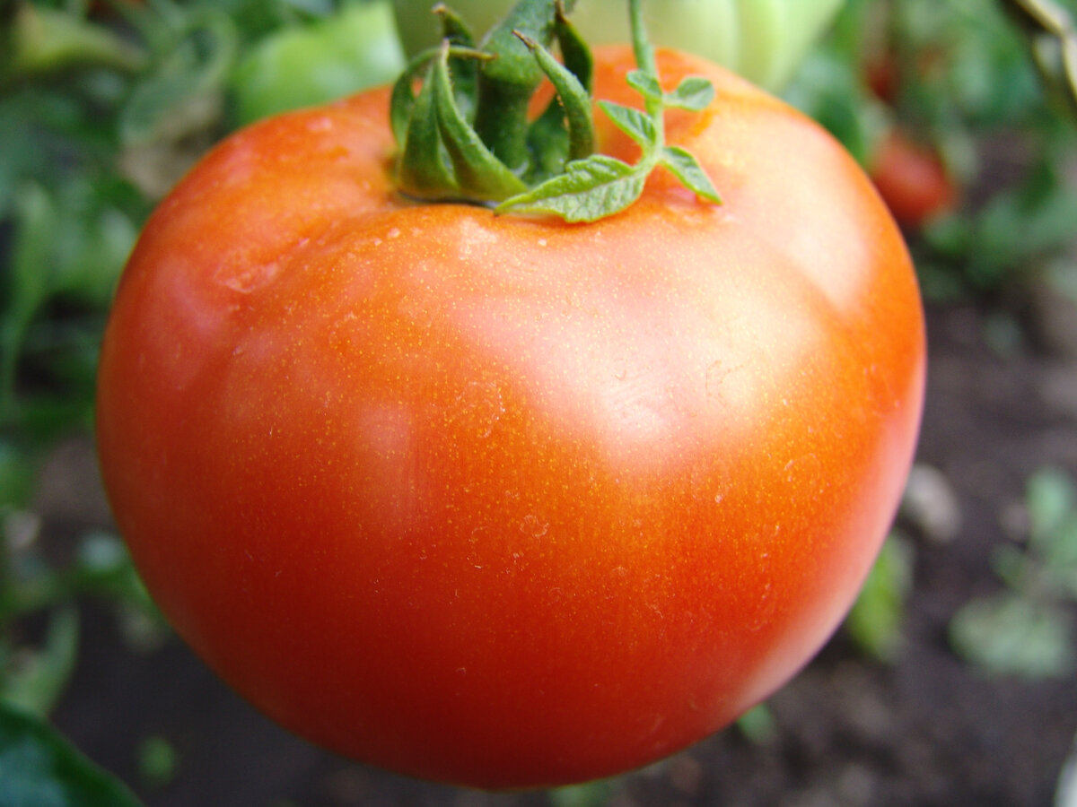 Томат "Мастер" от #ГАВРИШ