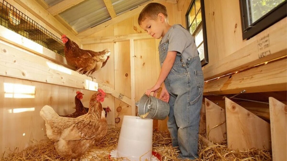 Уборка в курятнике