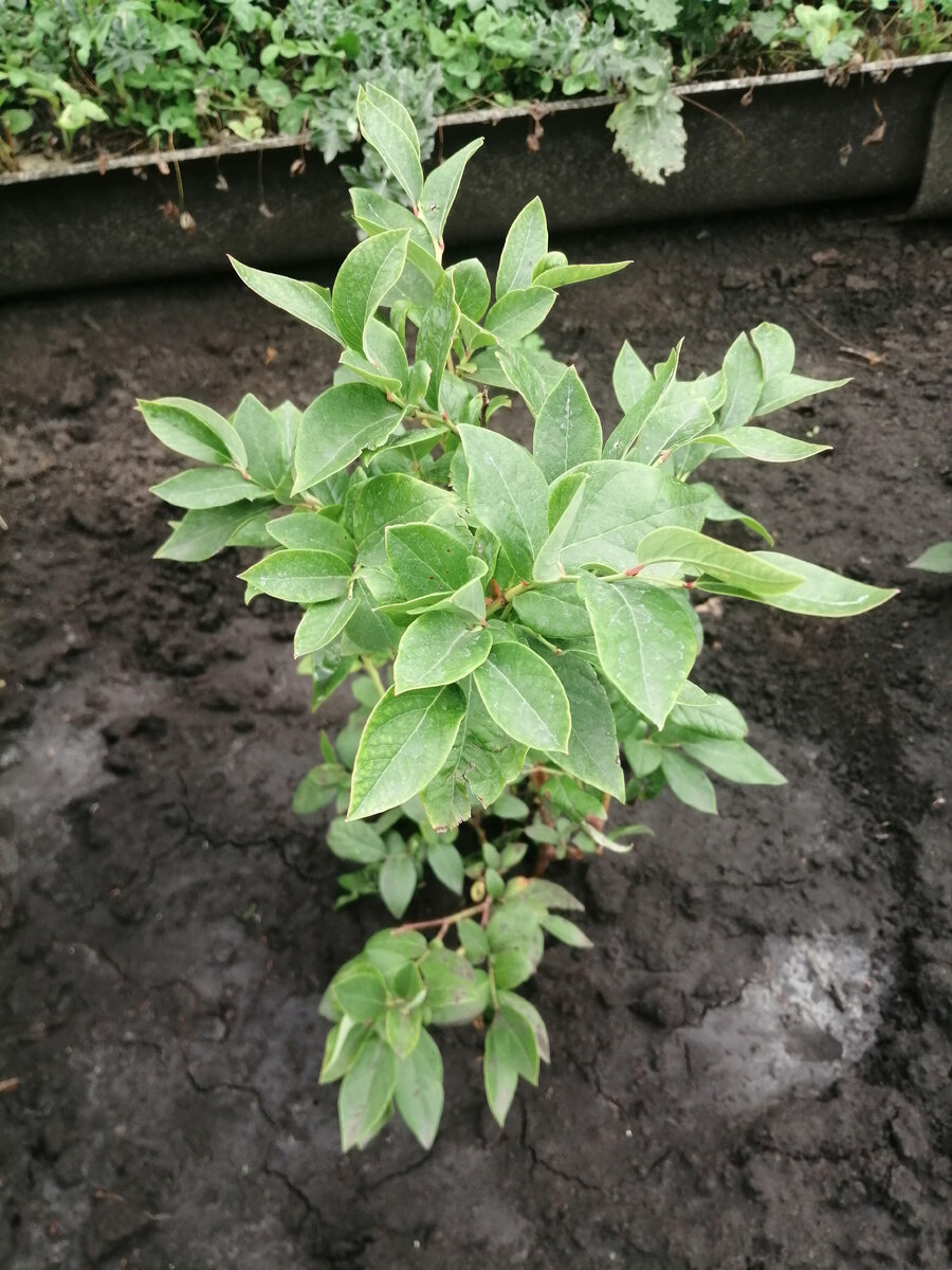 Фото автора. Голубика садовая.