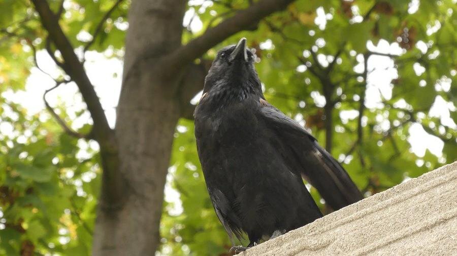 Фото: pixabay.com