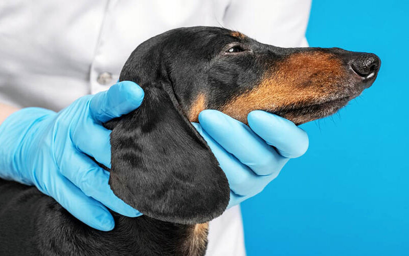 Можно собаке закапать ухо. Ветеринар в резиновых перчатках. Такса у ветеринара. Стрижка когтей и чистка ушей у собак. Как чистить ухо собаке такса.