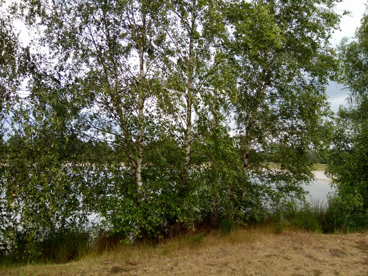 голландские березки.