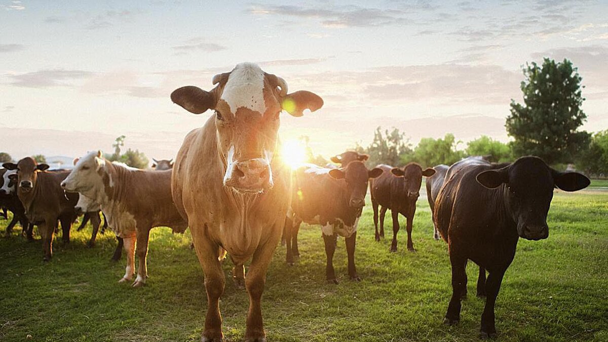 Источник фото: https://www.thebalancecareers.com/beef-cattle-farmer-125874