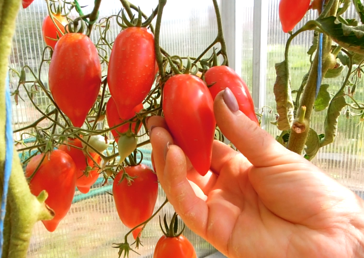 Томат ЛЕГЕНДА ТАРАСЕНКО.