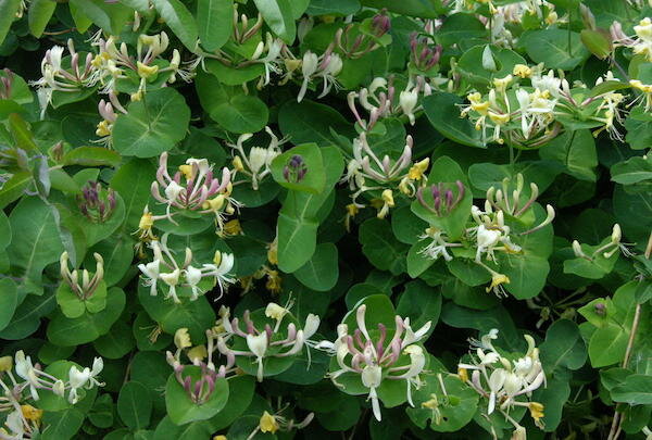 Фото: https://i2.wp.com/img.7dach.ru/image/1200/00/00/71/2019/04/10/cf9286.jpg