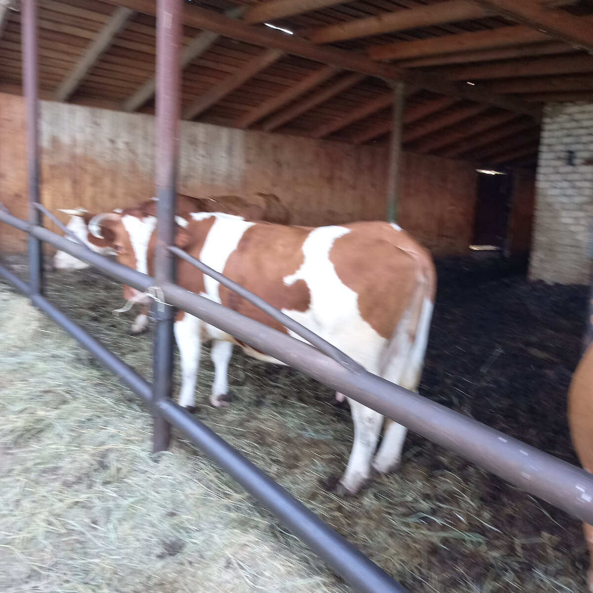 сена много у Алексея