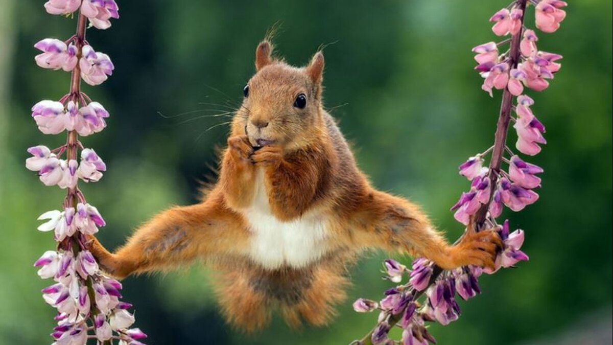 Растяжка у белки не хуже, чем у Жан-Клод Ван Дамма! 