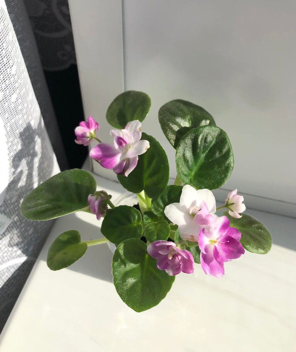 На фото представлено начало цветения, цветы держался очень долго 