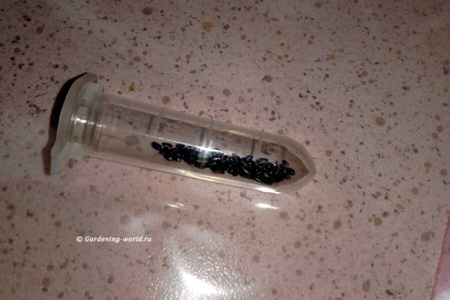 Два способа подготовки семян лаванды к посеву