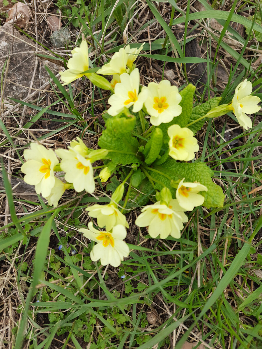 Апрель в Симферополе отличается от уральской весны.