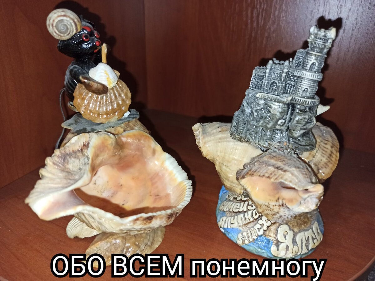 Морские раковины. Поражающая красота