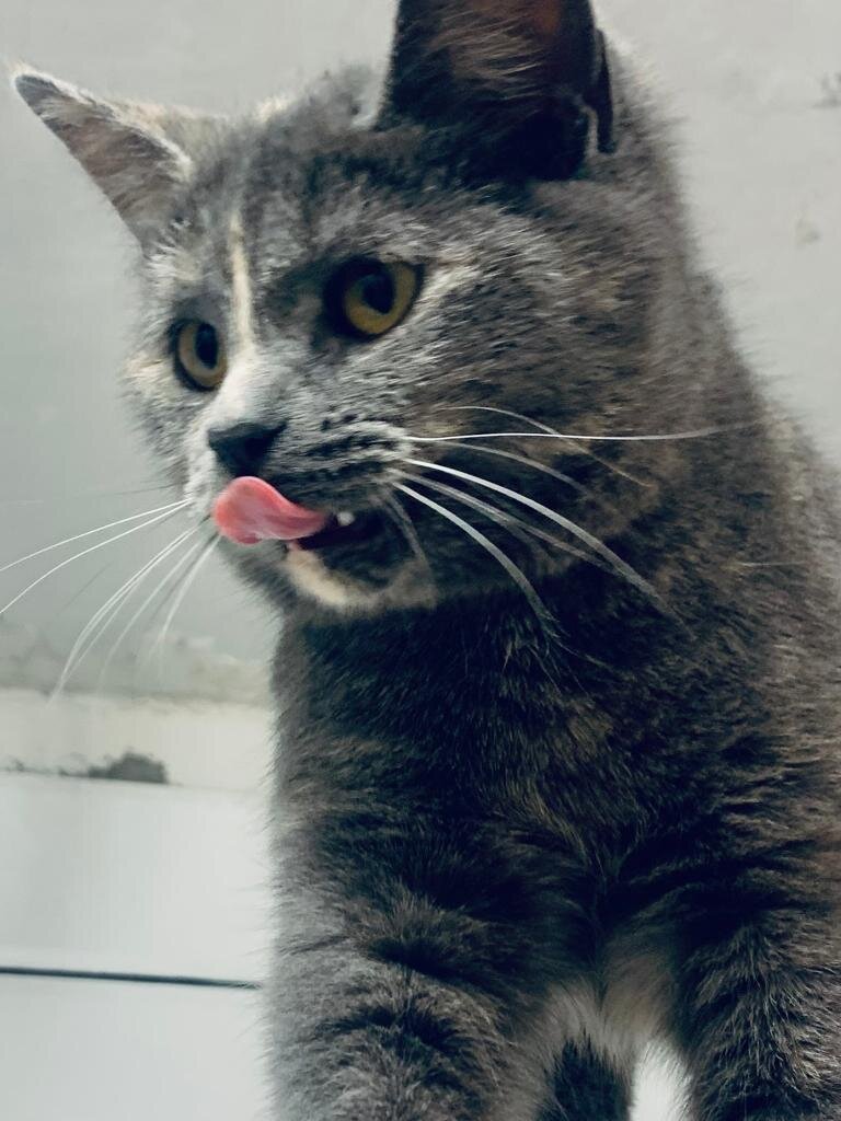 Фото из архива автора. Кошка Тьма.