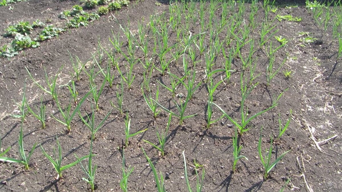 Весенние всходы чеснока 