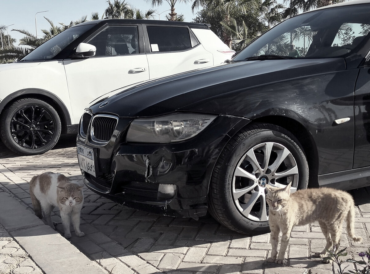 Коты, держащие район. Фото автора.