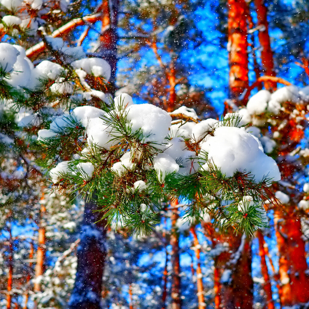 фото из открытых источников