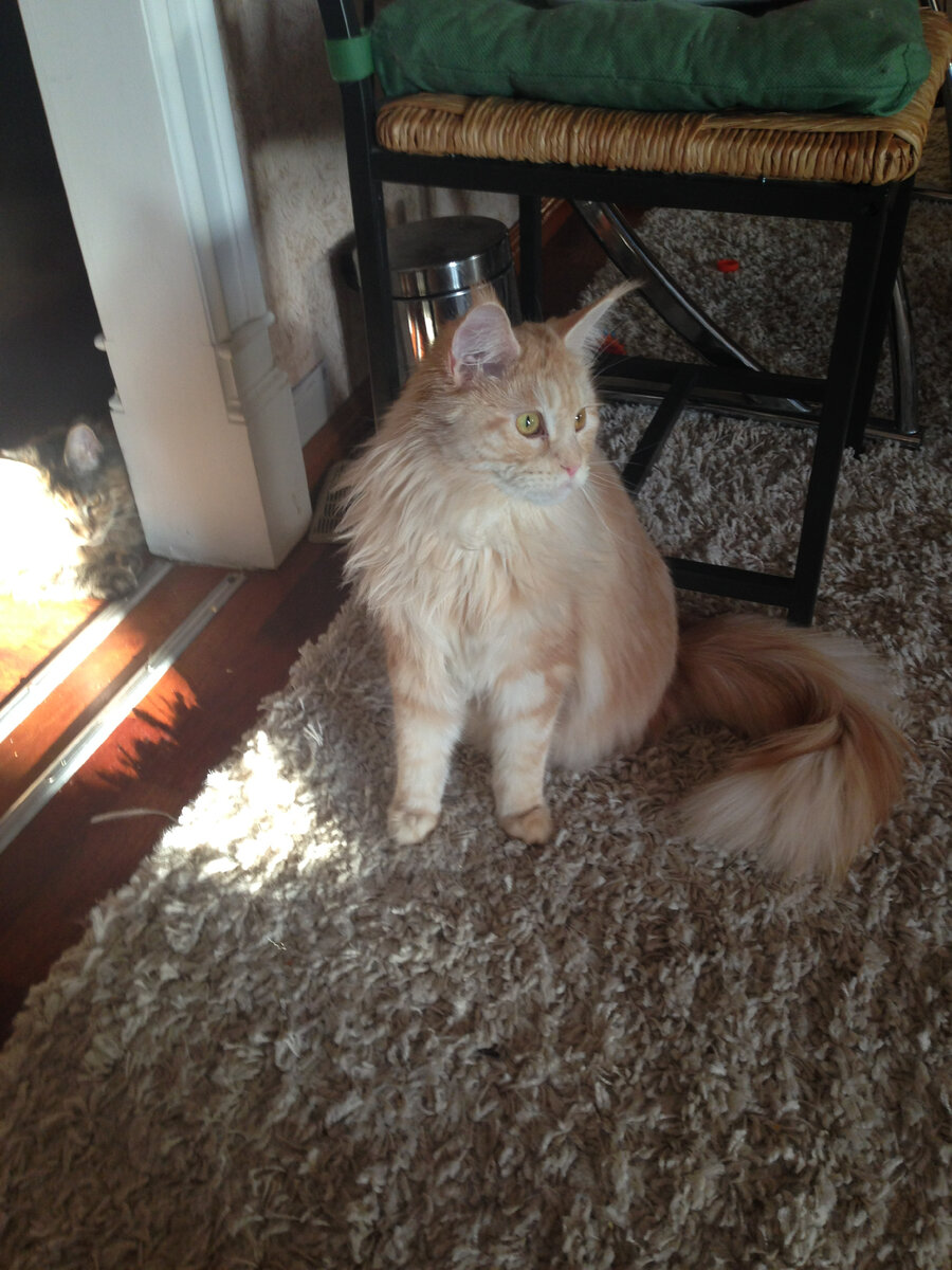 Мейн-куны. Чем кормить кота, если импортных кормов нет. Корма ...