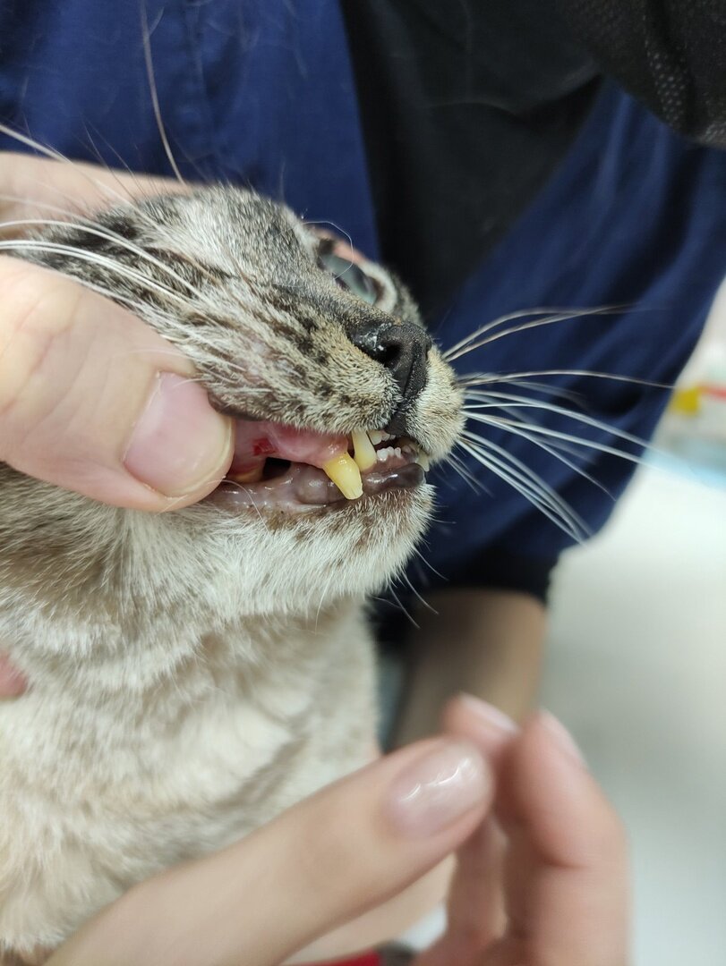 Клык сломан, часть зубов выбита