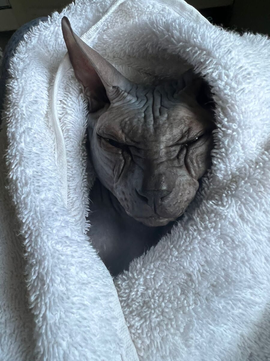 Саймон в одеялке.