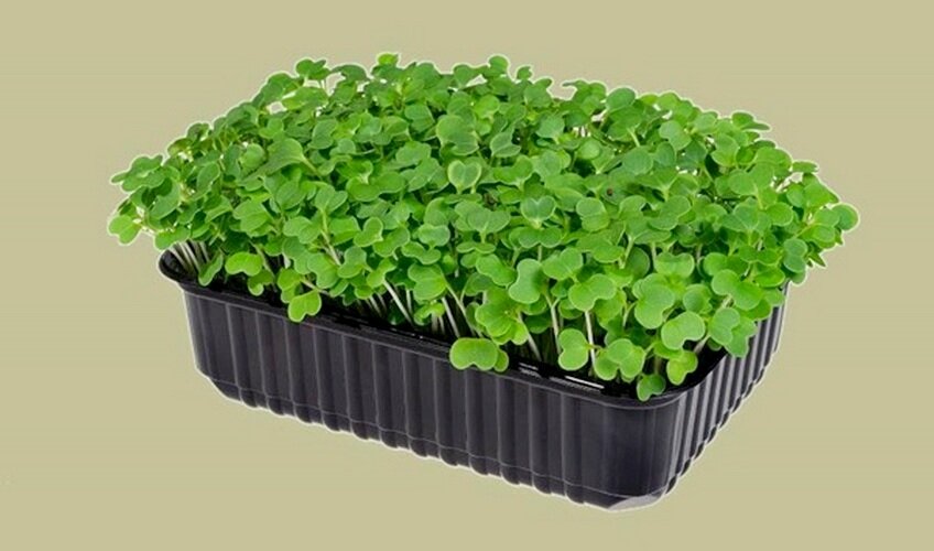 Лотки с микрозеленью