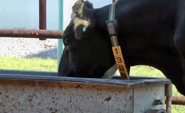 О поилках для крупного рогатого скота (КРС) своими руками: пошаговая инструкция