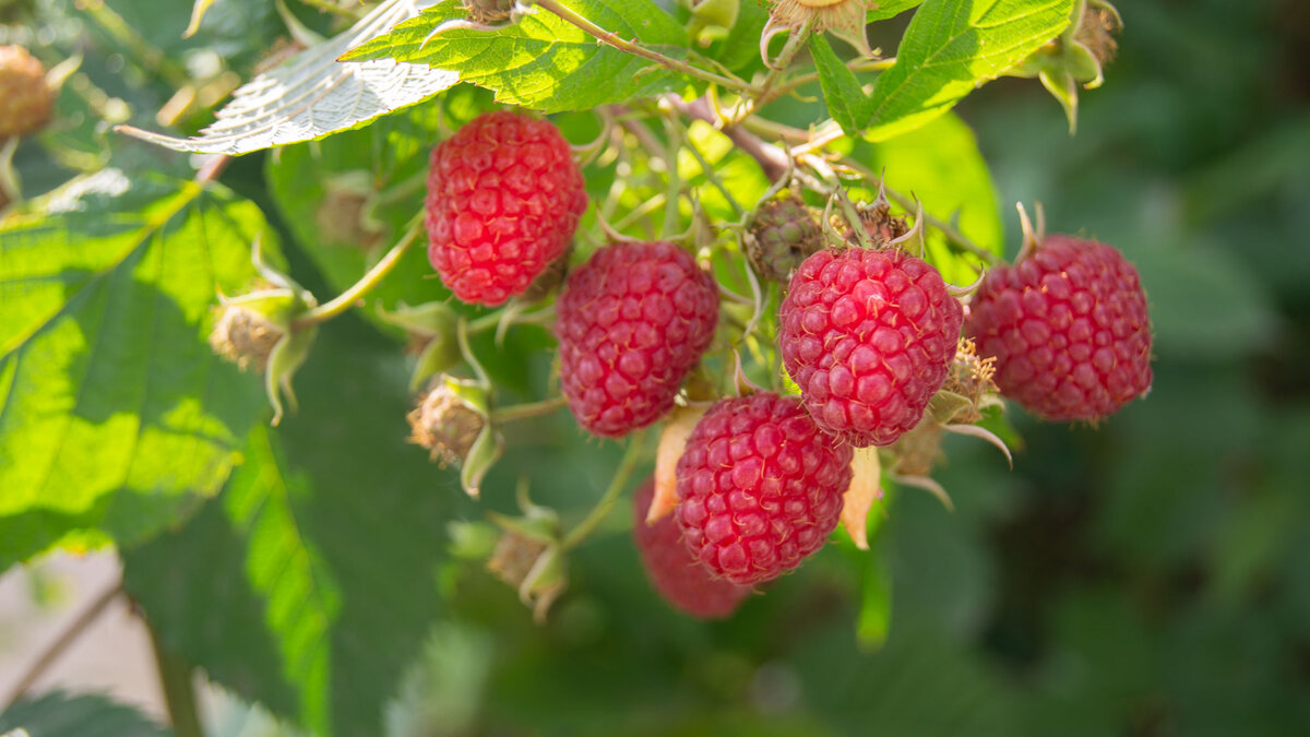 Малина в нашем саду
