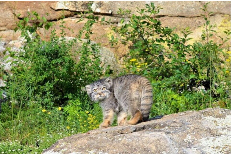 Манулы избегают людей и прячутся от них