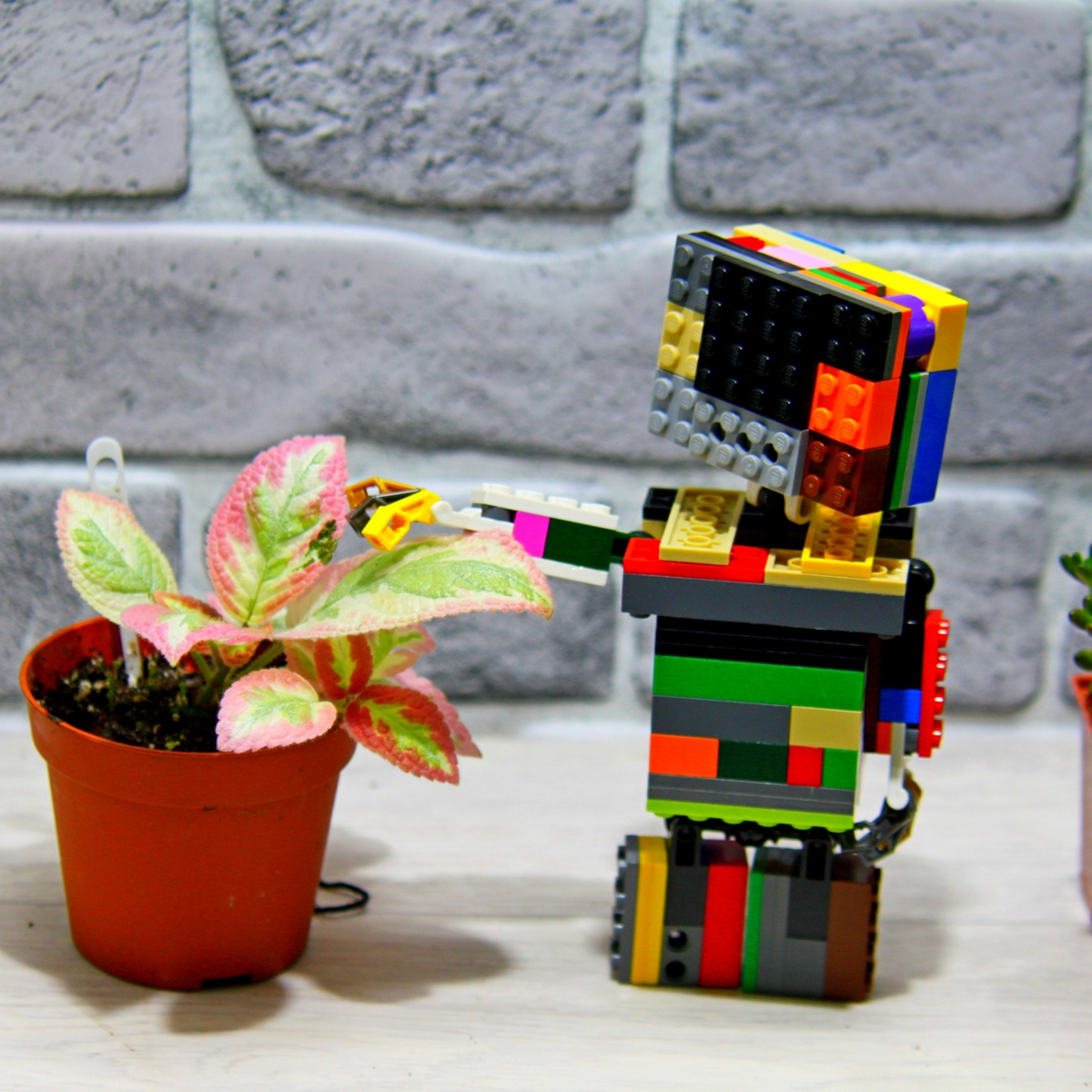 Фото и коллекция автора Masteritayaplants. Эписция Unpredictable Valley