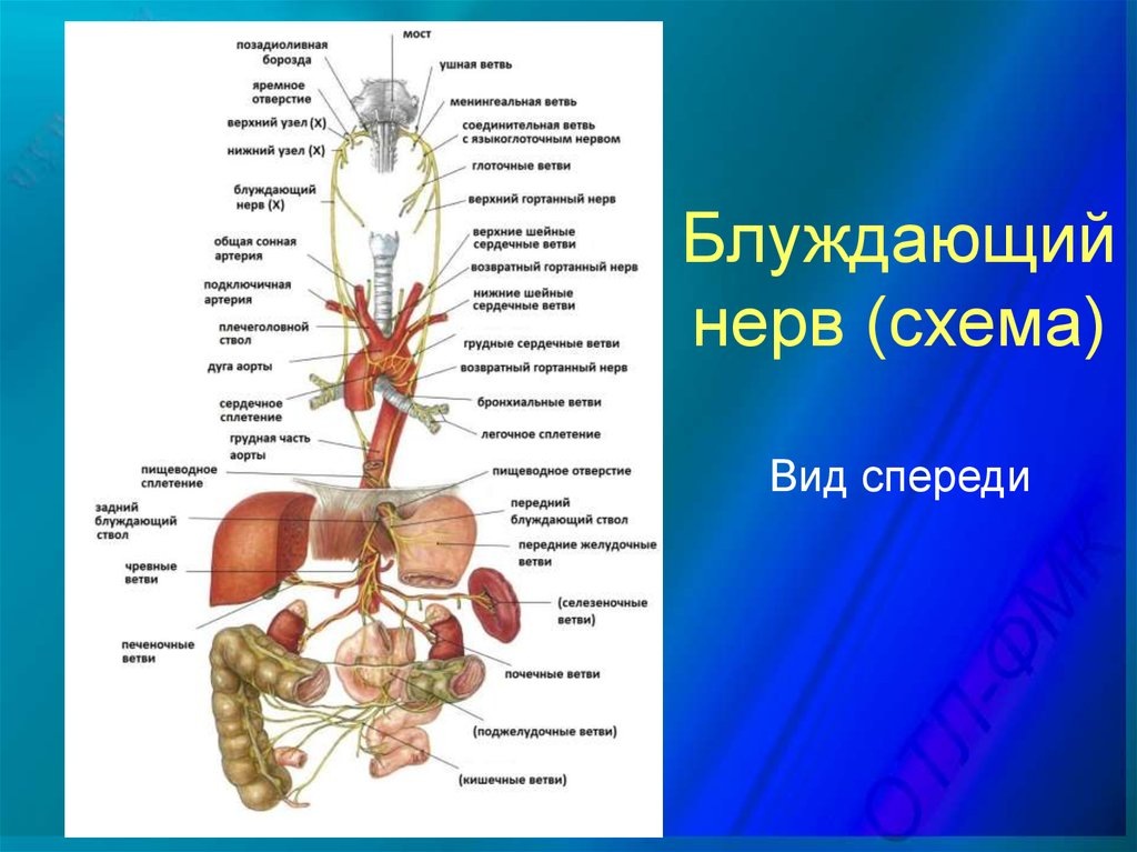 Иллюстрация: https://vseglisty.ru