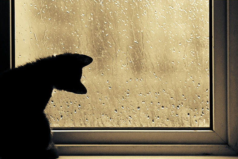 Яндекс Картинки