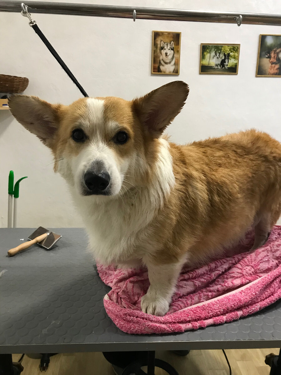 После химической линьки