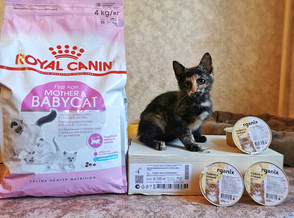 © ВСЕ ОТТЕНКИ КОШАЧЬЕГО. Подарок для котят 🎁