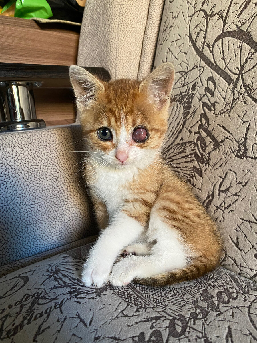 А мне он кажется очень симпатичным котёнком 🙏