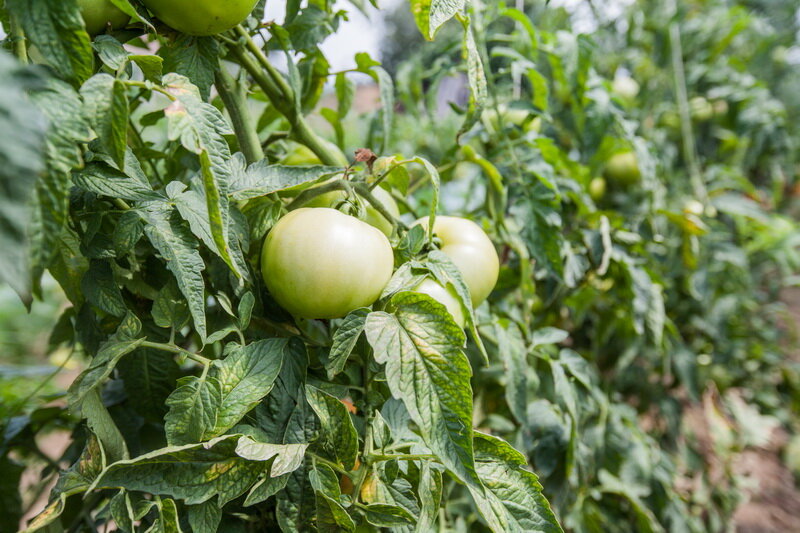 Почему помидоры в теплице не наливаются? Практические советы для решения проблемы